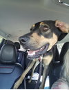 Ks Litter Connelly - ADOPTED 08.10.19