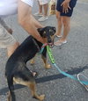 Ks Litter Connelly - ADOPTED 08.10.19