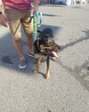 Ks Litter Connelly - ADOPTED 08.10.19