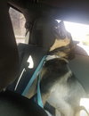 Ks Litter Connelly - ADOPTED 08.10.19