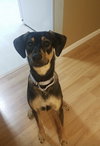 Ks Litter Connelly - ADOPTED 08.10.19