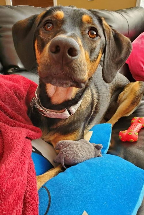 Ks Litter Connelly - ADOPTED 08.10.19