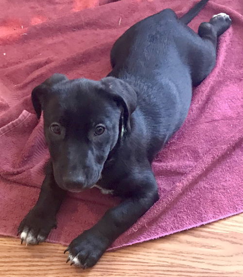 Js Litter Sneezy - ADOPTED 04.01.19