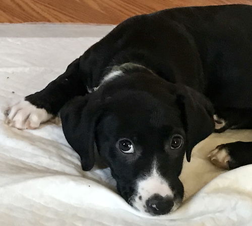 Js Litter Dopey - ADOPTED 03.29.19