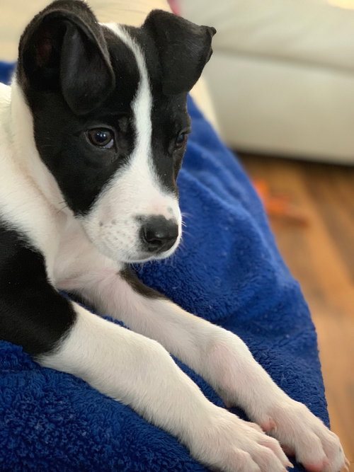 Draco - ADOPTED 02.24.19