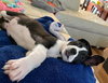 Draco - ADOPTED 02.24.19