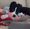 Draco - ADOPTED 02.24.19
