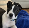Draco - ADOPTED 02.24.19