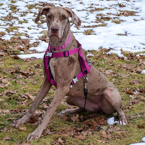 Eleanor - ADOPTED 03.22.19