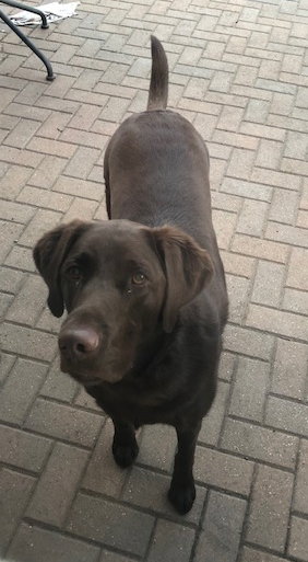Rollie (FP) - ADOPTED 03.02.19