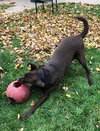 Rollie (FP) - ADOPTED 03.02.19