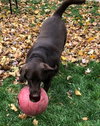 Rollie (FP) - ADOPTED 03.02.19
