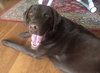 Rollie (FP) - ADOPTED 03.02.19