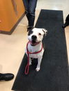 Ziggler - ADOPTED 06.21.19