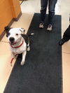 Ziggler - ADOPTED 06.21.19