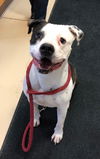 Ziggler - ADOPTED 06.21.19