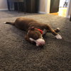 Rooney - ADOPTED 04.06.19