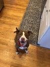 Rooney - ADOPTED 04.06.19