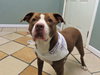 Rooney - ADOPTED 04.06.19