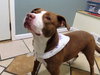 Rooney - ADOPTED 04.06.19
