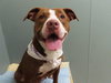 Rooney - ADOPTED 04.06.19
