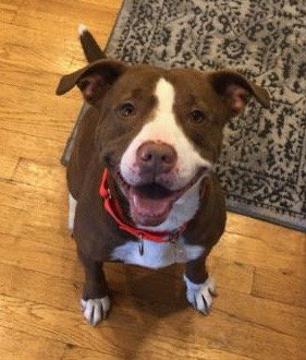 Rooney - ADOPTED 04.06.19
