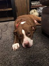 Rooney - ADOPTED 04.06.19