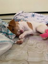Ms Litter Ruthie - ADOPTED 04.18.19