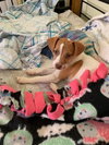 Ms Litter Ruthie - ADOPTED 04.18.19