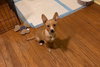 Ms Litter Rodney - ADOPTED 04.19.19