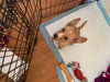 Ms Litter Rodney - ADOPTED 04.19.19