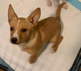 Ms Litter Rodney - ADOPTED 04.19.19