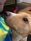 Ms Litter Rodney - ADOPTED 04.19.19
