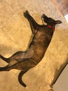 Amli (FP) - ADOPTED 10.14.19