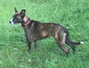 Amli (FP) - ADOPTED 10.14.19