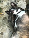 Amli (FP) - ADOPTED 10.14.19