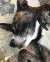 Amli (FP) - ADOPTED 10.14.19