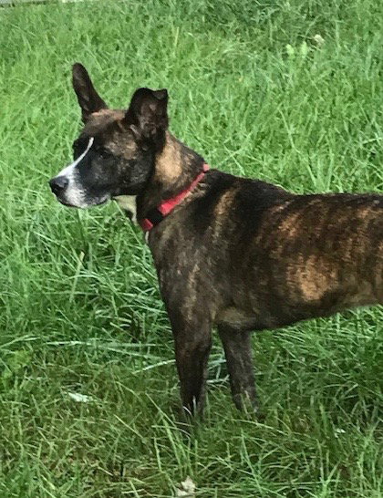 Amli (FP) - ADOPTED 10.14.19