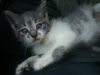 Topaz - ADOPTED 05.09.19