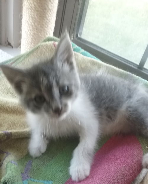 Topaz - ADOPTED 05.09.19