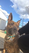 Twizzler - ADOPTED 06.27.19