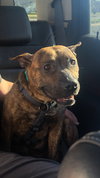 Twizzler - ADOPTED 06.27.19