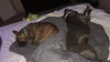 Twizzler - ADOPTED 06.27.19