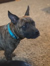 Twizzler - ADOPTED 06.27.19
