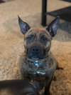 Twizzler - ADOPTED 06.27.19