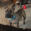 Twizzler - ADOPTED 06.27.19