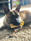 Twizzler - ADOPTED 06.27.19