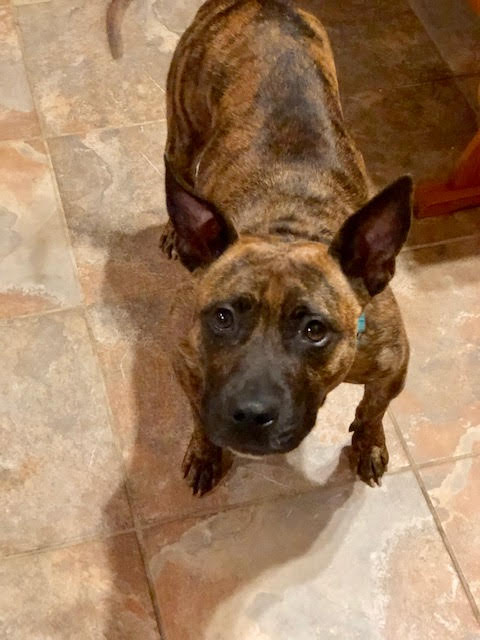 Twizzler - ADOPTED 06.27.19