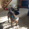 Twizzler - ADOPTED 06.27.19