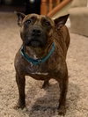 Twizzler - ADOPTED 06.27.19